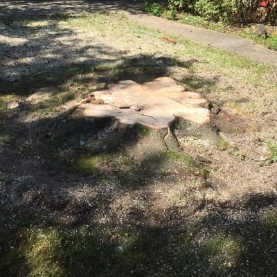 Stump Removal Before